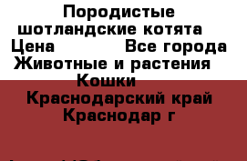 Породистые шотландские котята. › Цена ­ 5 000 - Все города Животные и растения » Кошки   . Краснодарский край,Краснодар г.